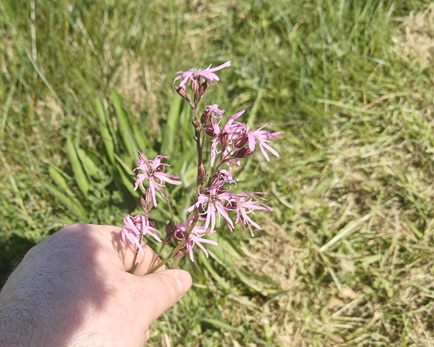 Ragged Robin